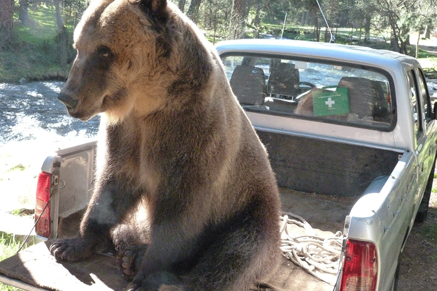 Ursus the Caucasian Bear by Otar Shamatava