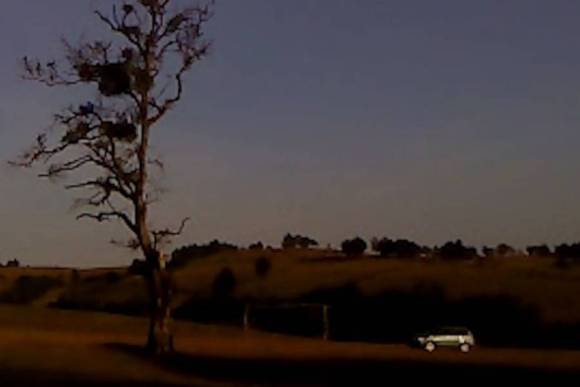 Dry Leaf by Alexandre Koberidze