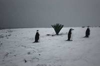 FREM by Viera Č&aacute;kanyov&aacute;