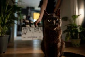 PRODUCTION: A Diabolical Cat Seduces Franciska Törőcsik in Hungarian Romantic Comedy