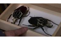 Insects by Jan Svankmajer