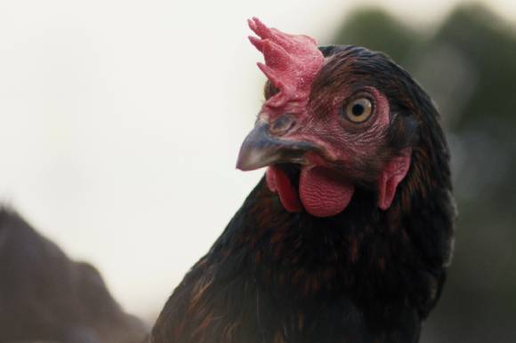 Hen by Gy&ouml;rgy P&aacute;lfi