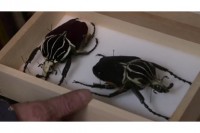 Švankmajer Crowdfunds Insects