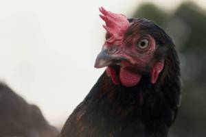 Hen by György Pálfi