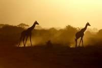 The Ark of Lights and Shadows by Jan Svato&scaron;